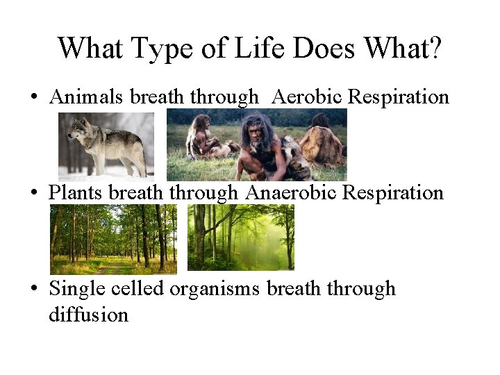 What Type of Life Does What? • Animals breath through Aerobic Respiration • Plants