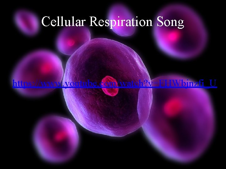 Cellular Respiration Song • https: //www. youtube. com/watch? v=FHWbjnzfi_U 