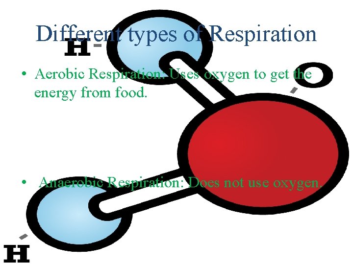 Different types of Respiration • Aerobic Respiration: Uses oxygen to get the energy from