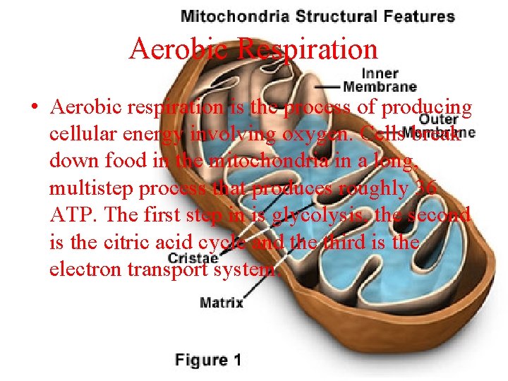 Aerobic Respiration • Aerobic respiration is the process of producing cellular energy involving oxygen.