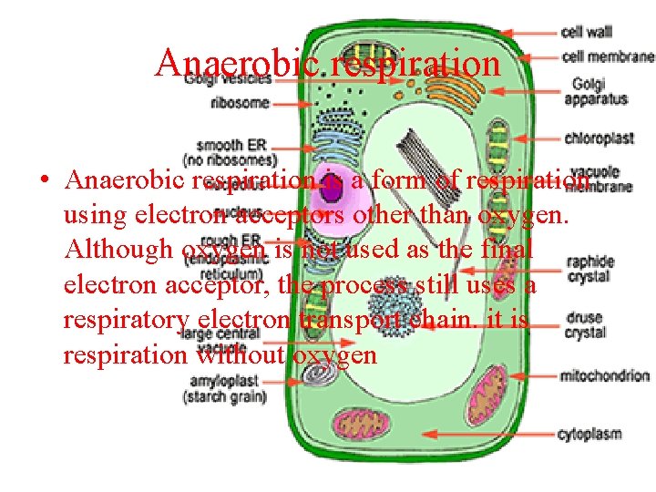 Anaerobic respiration • Anaerobic respiration is a form of respiration using electron acceptors other