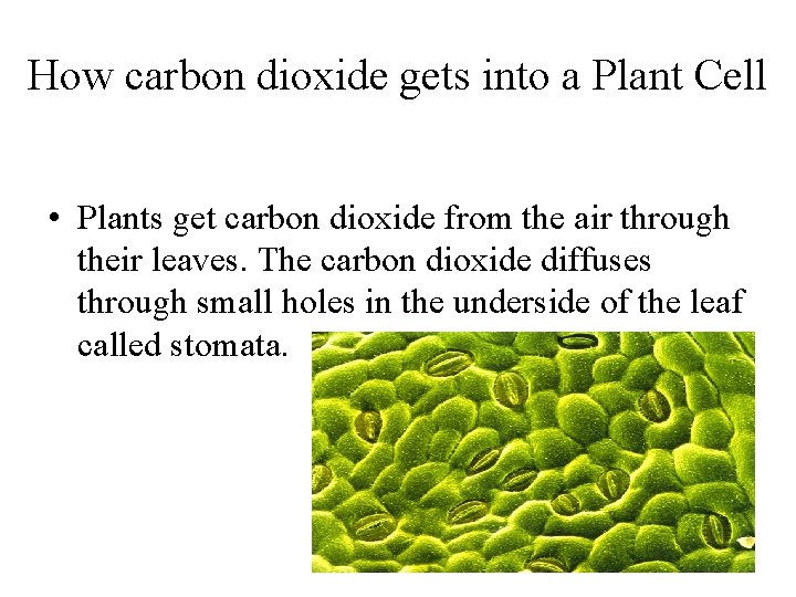 How carbon dioxide gets into a Plant Cell • Plants get carbon dioxide from