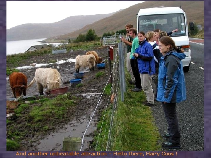 And another unbeatable attraction – Hello there, Hairy Coos ! 