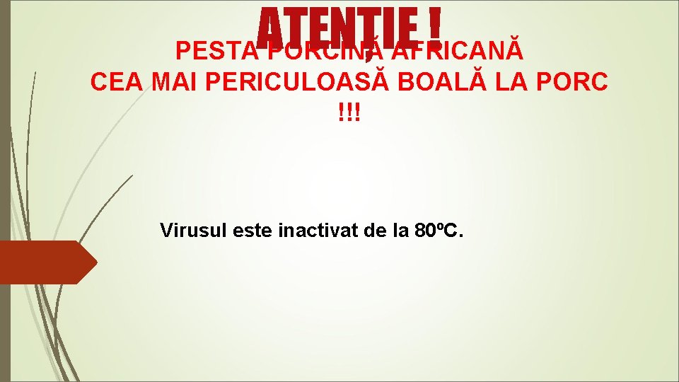 ATENȚIE ! PESTA PORCINĂ AFRICANĂ CEA MAI PERICULOASĂ BOALĂ LA PORC !!! Virusul este