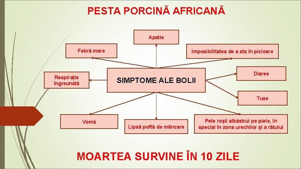 PESTA PORCINĂ AFRICANĂ Apatie Febră mare Respirație îngreunată Imposibilitatea de a sta în picioare