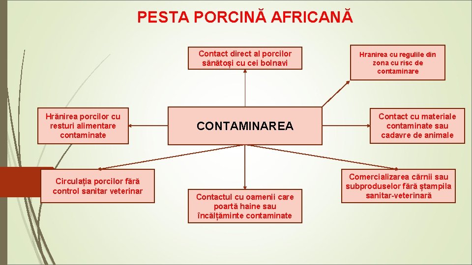 PESTA PORCINĂ AFRICANĂ Contact direct al porcilor sănătoși cu cei bolnavi Hrănirea porcilor cu