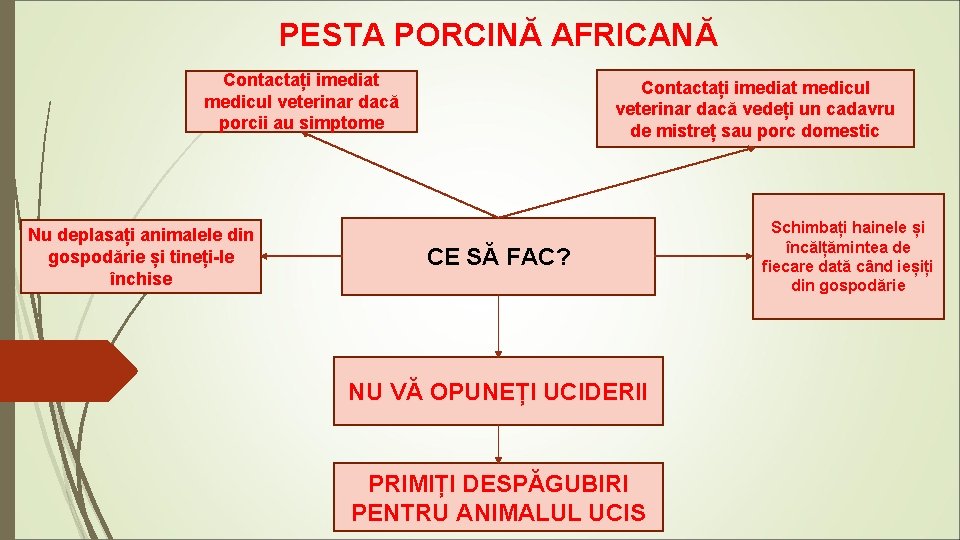 PESTA PORCINĂ AFRICANĂ Contactați imediat medicul veterinar dacă porcii au simptome Nu deplasați animalele