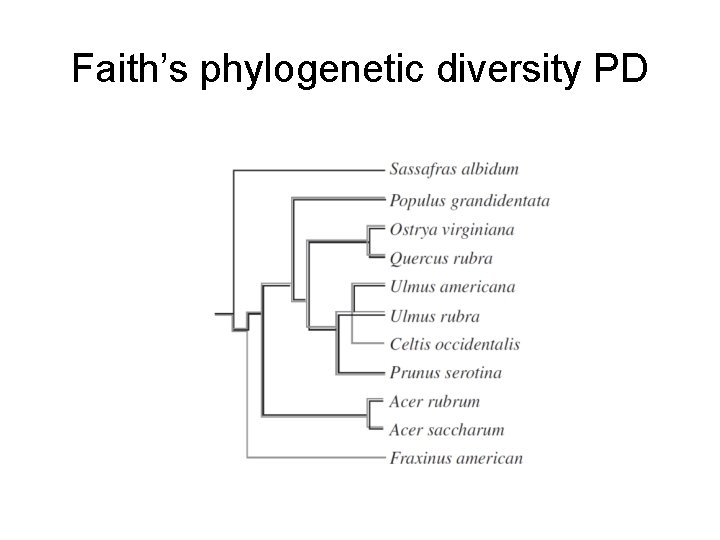 Faith’s phylogenetic diversity PD 