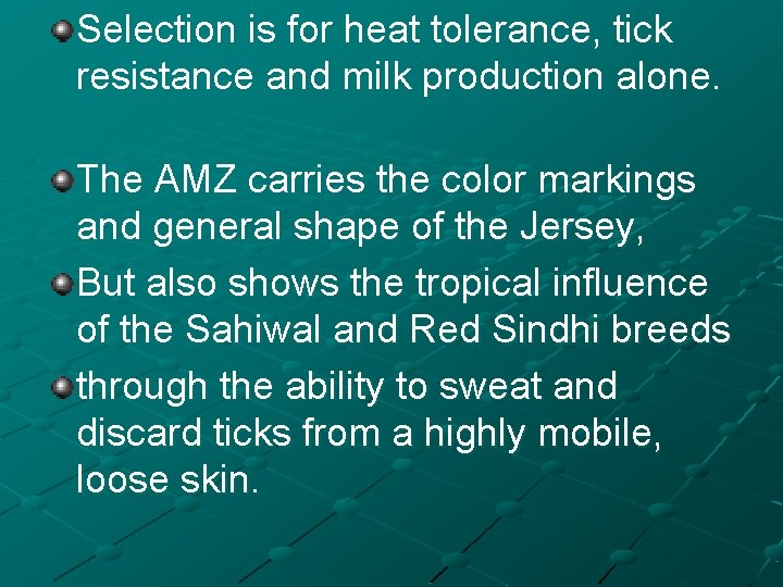 Selection is for heat tolerance, tick resistance and milk production alone. The AMZ carries