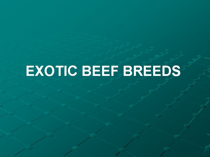 EXOTIC BEEF BREEDS 
