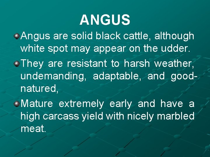 ANGUS Angus are solid black cattle, although white spot may appear on the udder.