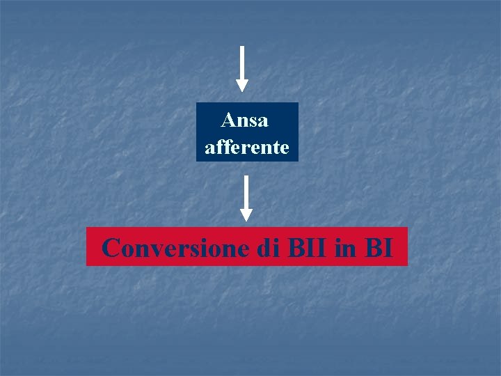 Ansa afferente Conversione di BII in BI 