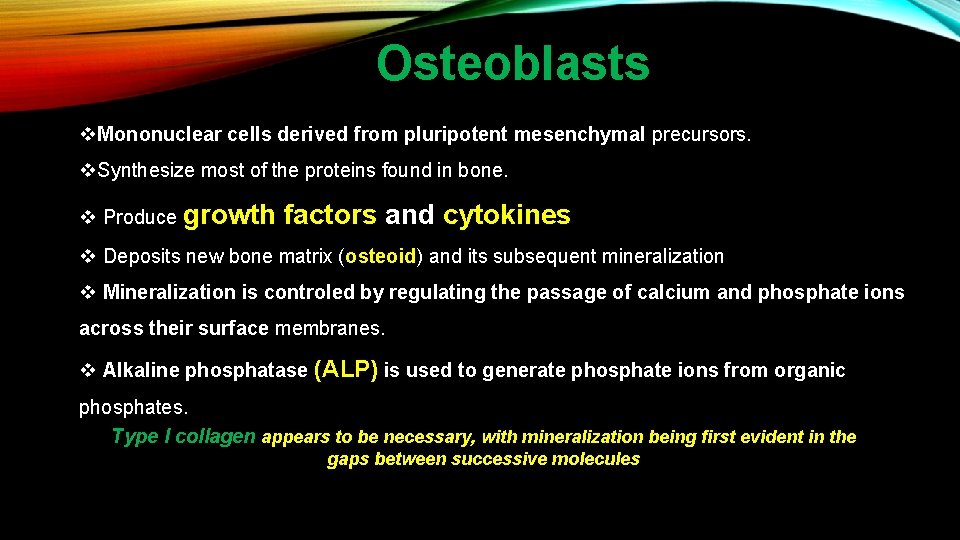 Osteoblasts v. Mononuclear cells derived from pluripotent mesenchymal precursors. v. Synthesize most of the
