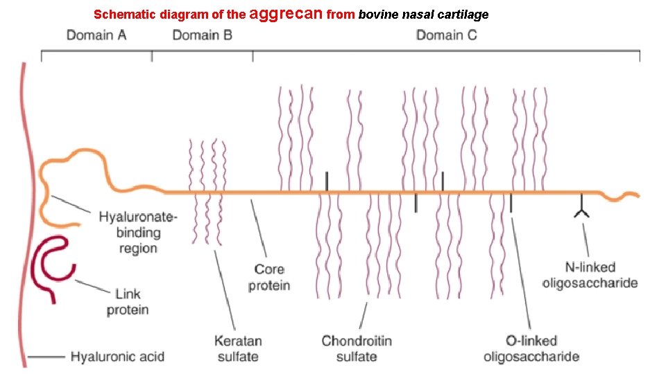 Schematic diagram of the aggrecan from bovine nasal cartilage 