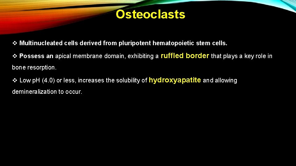 Osteoclasts v Multinucleated cells derived from pluripotent hematopoietic stem cells. v Possess an apical