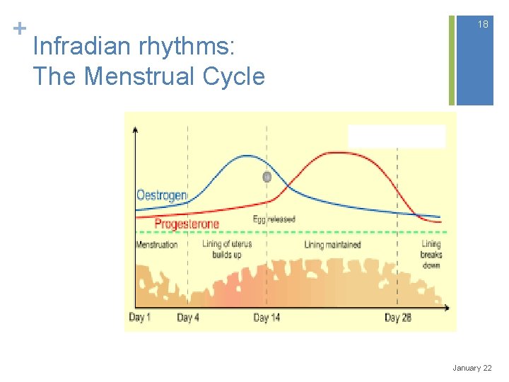 + 18 Infradian rhythms: The Menstrual Cycle January 22 