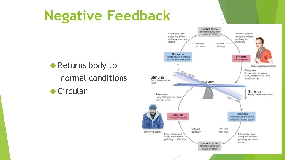 Negative Feedback Returns body to normal conditions Circular 