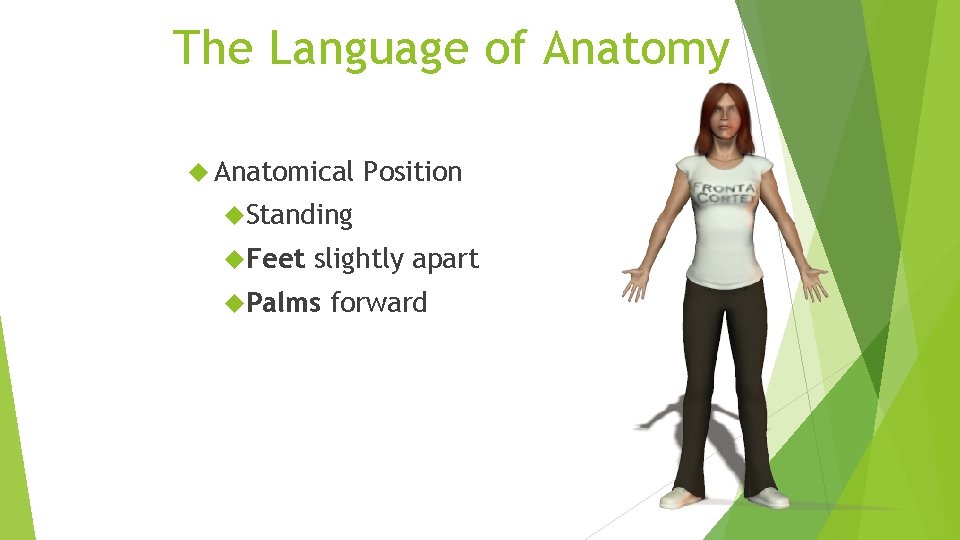 The Language of Anatomy Anatomical Position Standing Feet slightly apart Palms forward 