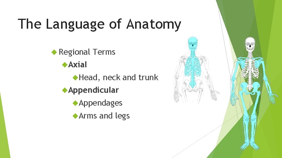 The Language of Anatomy Regional Terms Axial Head, neck and trunk Appendicular Appendages Arms