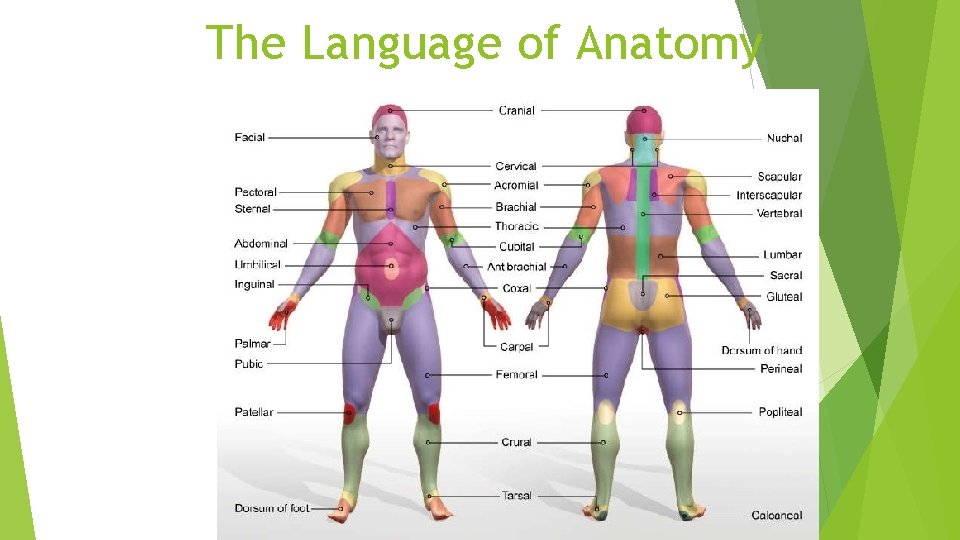 The Language of Anatomy 