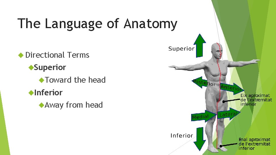 The Language of Anatomy Directional Terms Superior Toward the head Inferior Away from head
