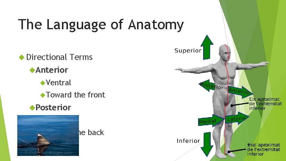 The Language of Anatomy Directional Terms Anterior Ventral Toward the front Posterior Dorsal Toward