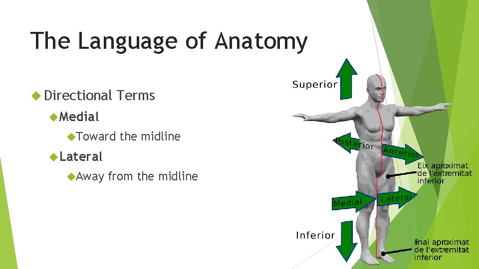 The Language of Anatomy Directional Terms Medial Toward the midline Lateral Away from the