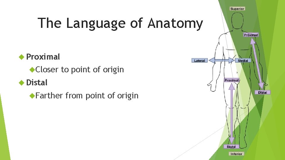 The Language of Anatomy Proximal Closer to point of origin Distal Farther from point