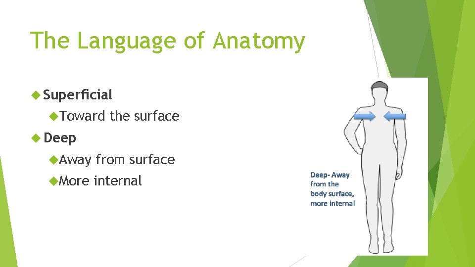 The Language of Anatomy Superficial Toward the surface Deep Away from surface More internal