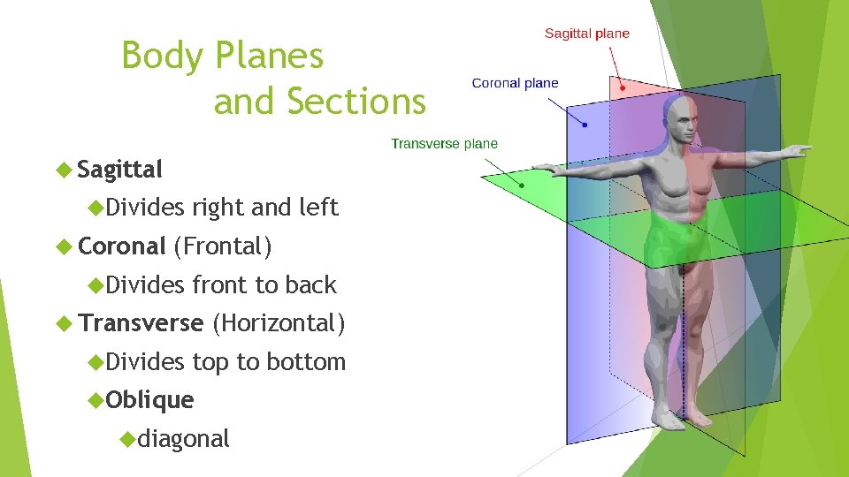 Body Planes and Sections Sagittal Divides Coronal right and left (Frontal) Divides front to
