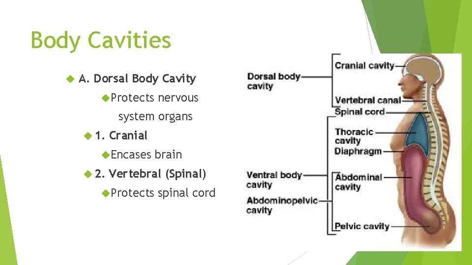 Body Cavities A. Dorsal Body Cavity Protects nervous system organs 1. Cranial Encases 2.