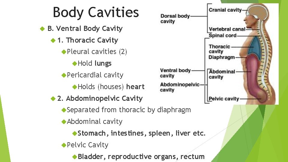 Body Cavities B. Ventral Body Cavity 1. Thoracic Cavity Pleural cavities (2) Hold lungs