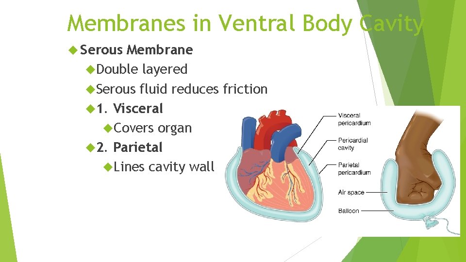 Membranes in Ventral Body Cavity Serous Membrane Double layered Serous fluid reduces friction 1.