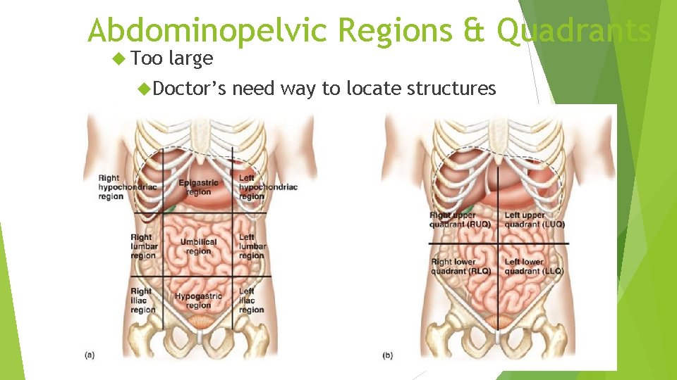 Abdominopelvic Regions & Quadrants Too large Doctor’s need way to locate structures 