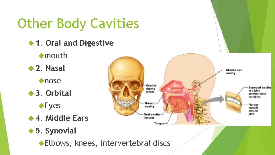 Other Body Cavities 1. Oral and Digestive mouth 2. Nasal nose 3. Orbital Eyes