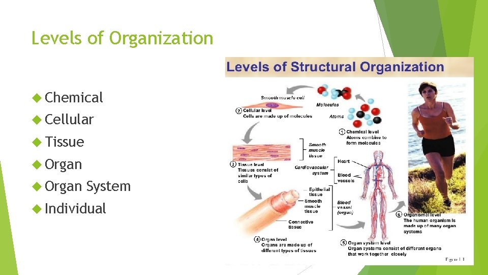 Levels of Organization Chemical Cellular Tissue Organ System Individual 