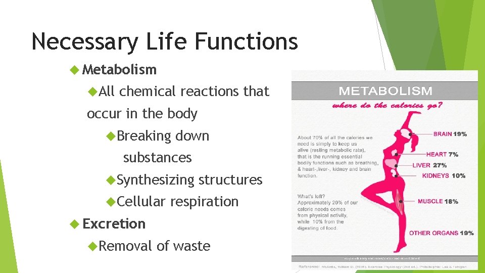 Necessary Life Functions Metabolism All chemical reactions that occur in the body Breaking down