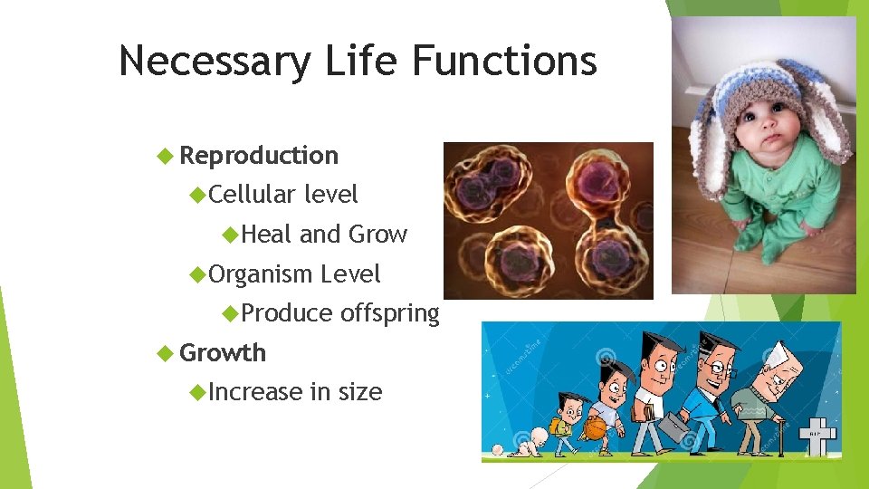 Necessary Life Functions Reproduction Cellular Heal level and Grow Organism Level Produce offspring Growth