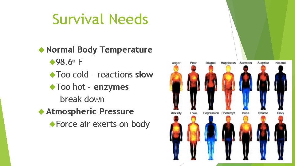 Survival Needs Normal Body Temperature 98. 6 o F Too cold – reactions slow