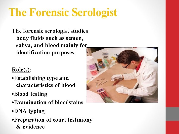 The Forensic Serologist The forensic serologist studies body fluids such as semen, saliva, and