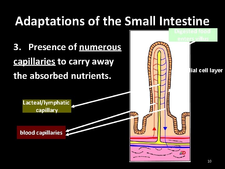 Adaptations of the Small Intestine 3. Presence of numerous capillaries to carry away the