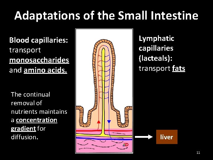Adaptations of the Small Intestine Blood capillaries: transport monosaccharides and amino acids. The continual