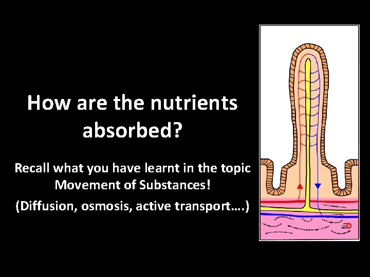 glucose How are the nutrients absorbed? Recall what you have learnt in the topic