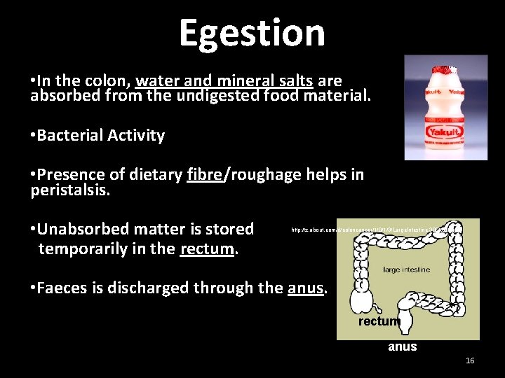 Egestion • In the colon, water and mineral salts are absorbed from the undigested