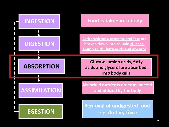 INGESTION Food is taken into body DIGESTION Carbohydrates, proteins and fats are broken down