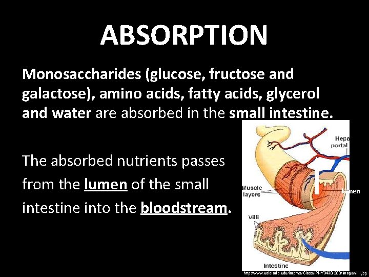 ABSORPTION Monosaccharides (glucose, fructose and galactose), amino acids, fatty acids, glycerol and water are