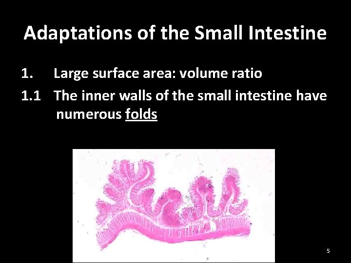 Adaptations of the Small Intestine 1. Large surface area: volume ratio 1. 1 The