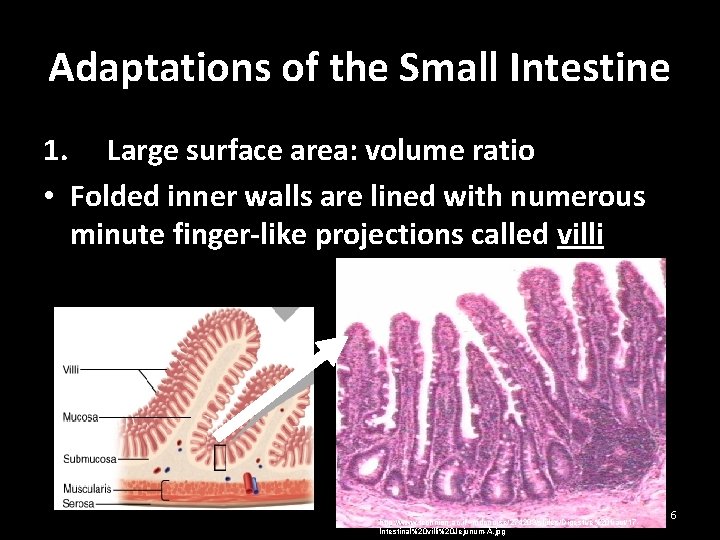 Adaptations of the Small Intestine 1. Large surface area: volume ratio • Folded inner