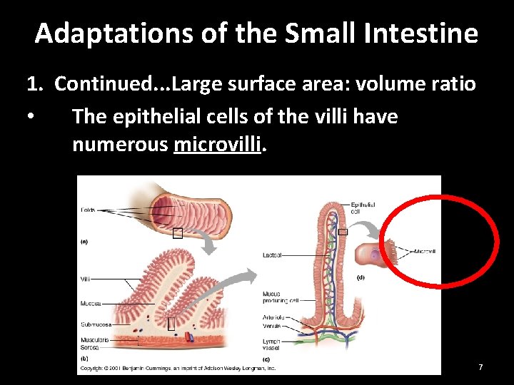 Adaptations of the Small Intestine 1. Continued. . . Large surface area: volume ratio