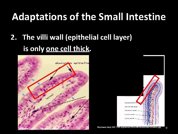 Adaptations of the Small Intestine 2. The villi wall (epithelial cell layer) is only